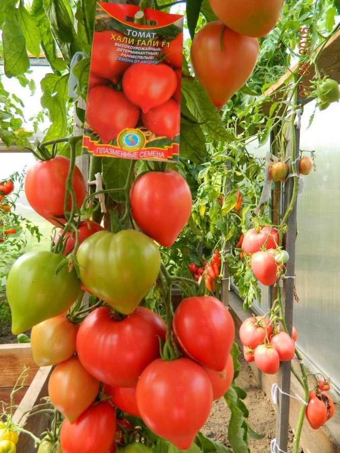 Гибрид с хорошей урожайностью — томат ирина f1: урожайность сорта и его описание
