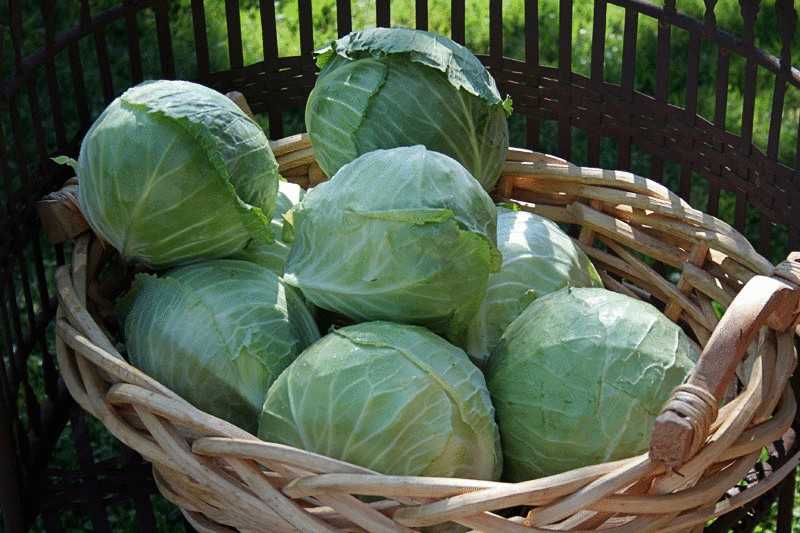 Как хранить капусту в домашних условиях: условия хранения свежего овоща в квартире зимой, как правильно и где разместить дома?