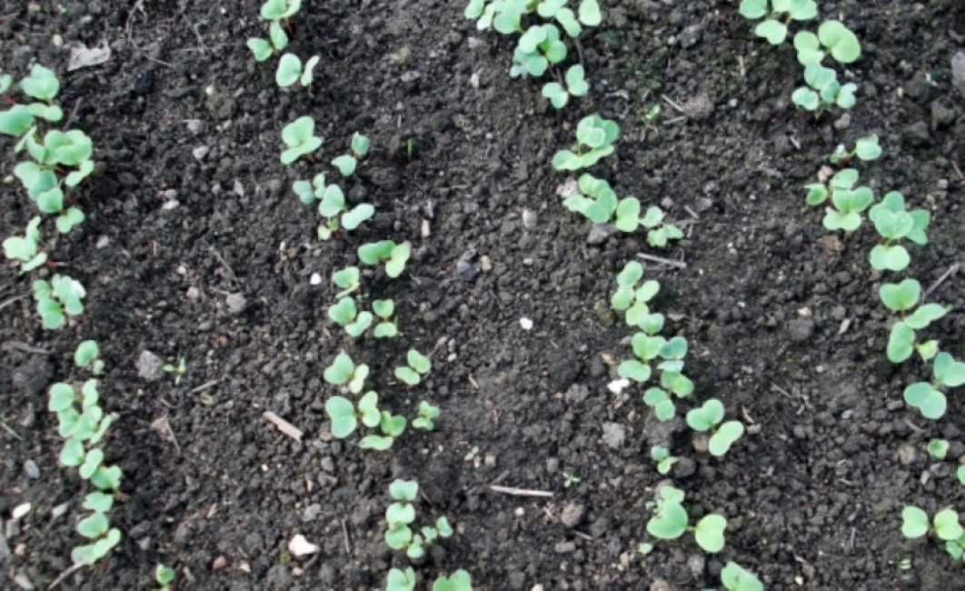 Капуста брокколи – выращивание рассады и в открытом грунте