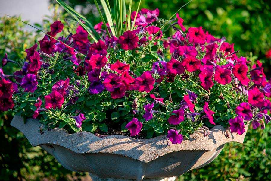 31 сорт крупноцветковой петунии на радость садоводу