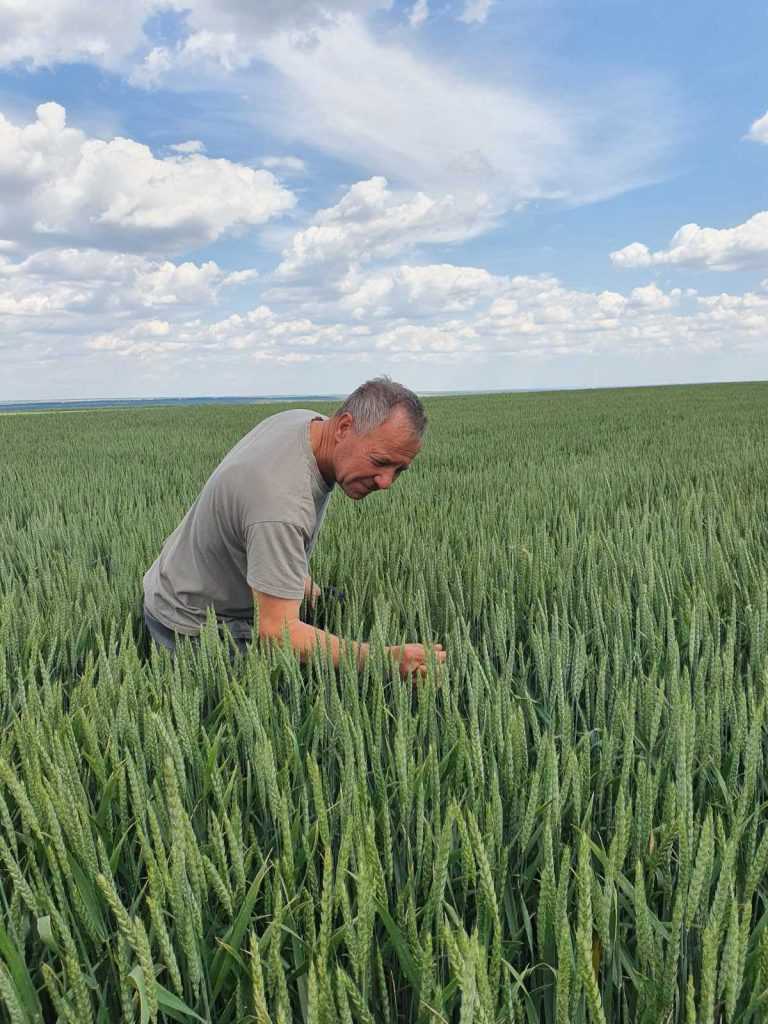 Когда стали возделывать пшеницу
