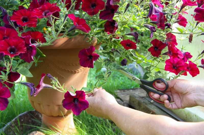 Прищипывание петунии для роскошного цветения: пошаговое фото