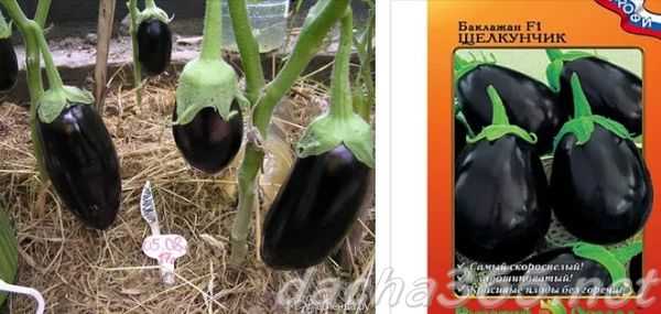 Выращивание в подмосковье баклажана щелкунчик: отзывы и секреты садоводов