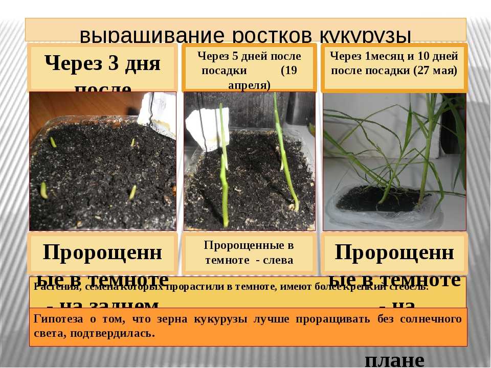 Как собрать семена редиса в домашних условиях: пошаговая инструкция и полезные советы