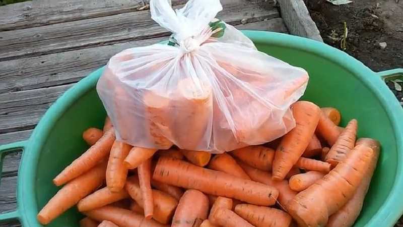 Как хранить зимой морковь в погребе, подполе или подвале частного деревянного дома, чтобы не вяла: 8 лучших способов правильно сберегать урожай до весны