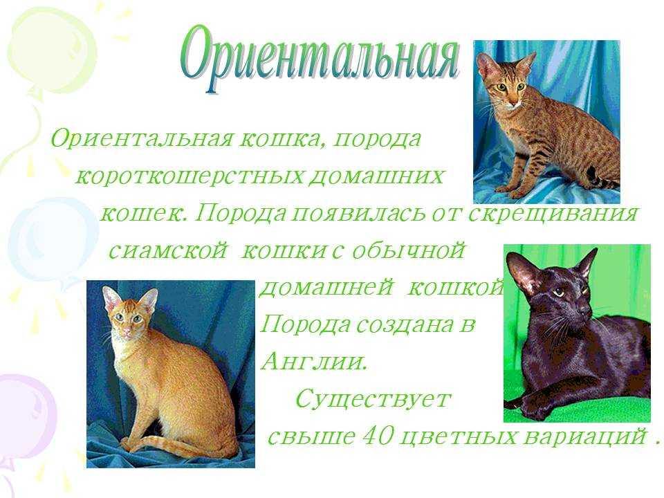 Ориентальная порода кошек (ориентал): фото, описание и особенности породы, характер, длинношерстная и короткошерстная, восточная