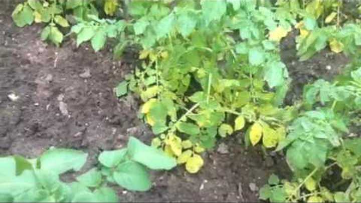 Почему у картофеля желтеют листья раньше времени