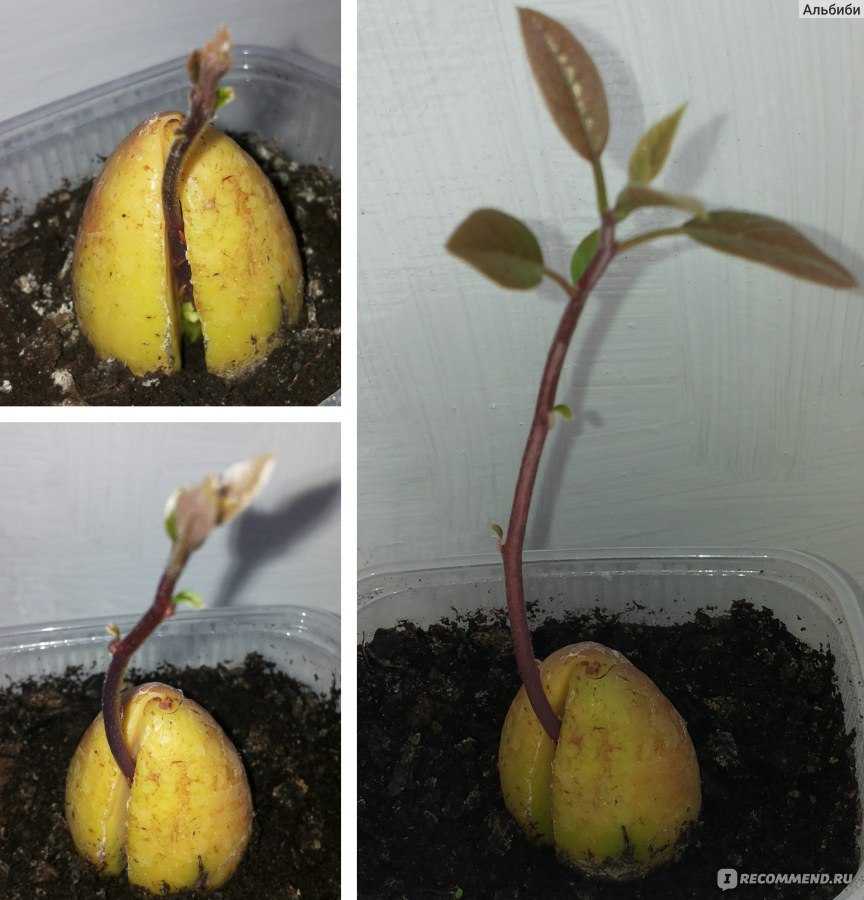 Как вырастить абрикос из косточки на даче самостоятельно. особенности выращивания абрикоса из косточки в домашних условиях