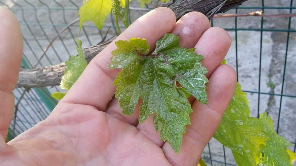 Обработка винограда от болезней и вредителей в июне, опрыскивание перед или после цветения, нужно ли обрабатывать в начале и в конце месяца