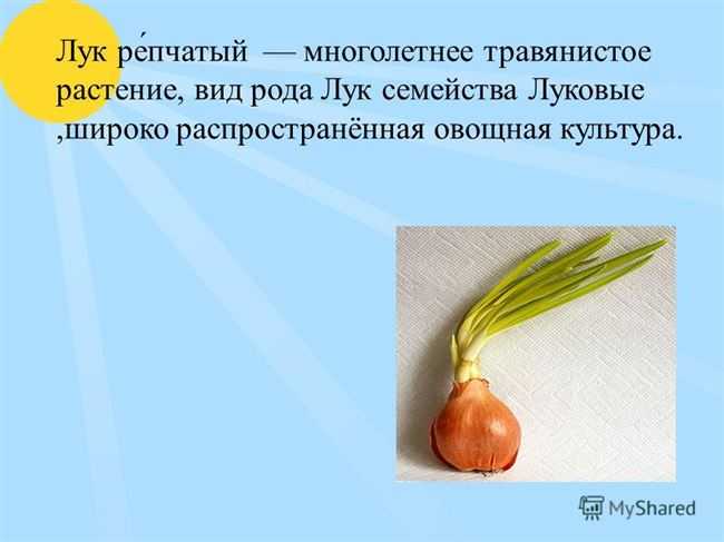 Лук стригуновский: описание сорта и советы как выращивать из семян, фото местных образцов, отзывы огородников об урожайности и вкусовых качествах