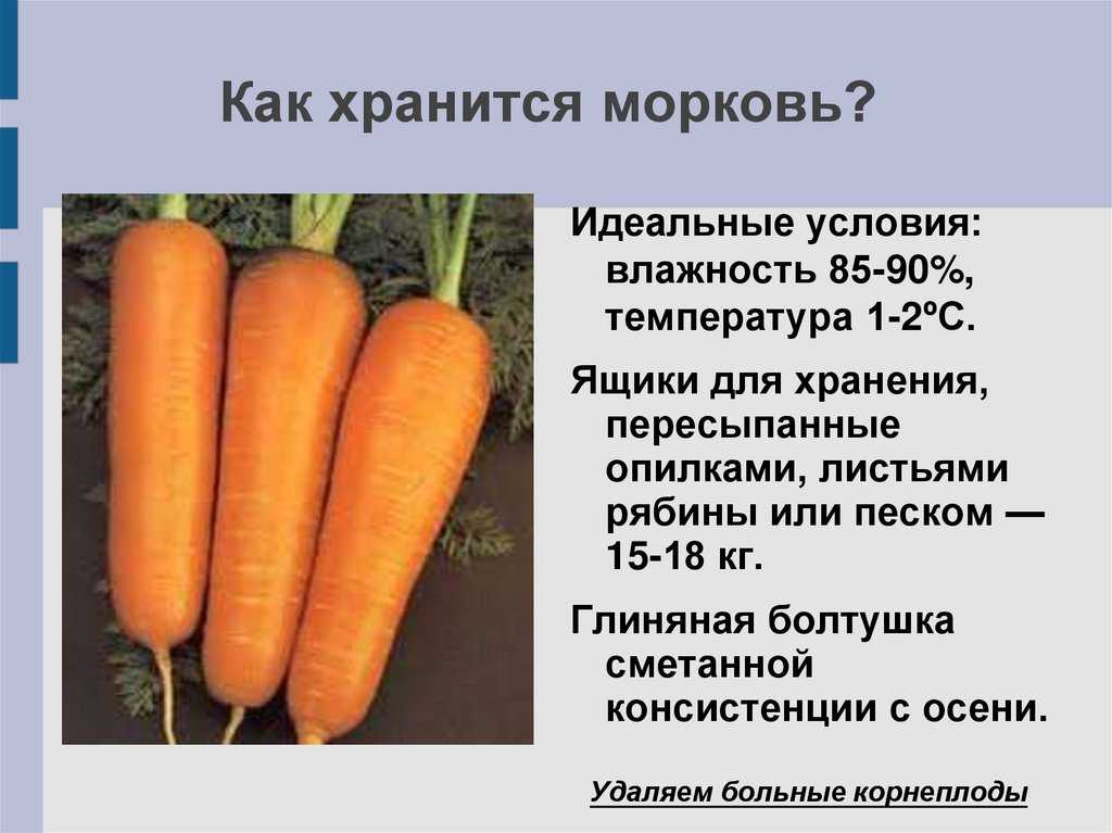 Белая морковь: сорта, вкус, полезные свойства. почему морковь белая, а не оранжевая? фиолетовая морковь