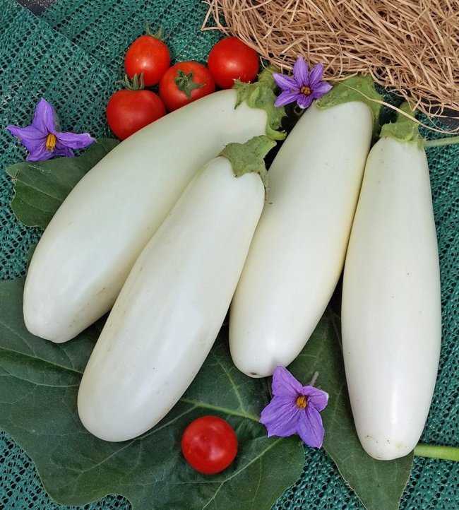 Белые баклажаны: лучшие сорта для открытого грунта, выбор семян, рекомендации по посадке и уходу