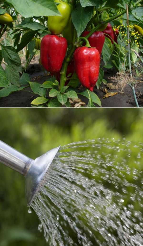 Как часто поливать перец в теплице: гайд по правильному поливу для высокой урожайности