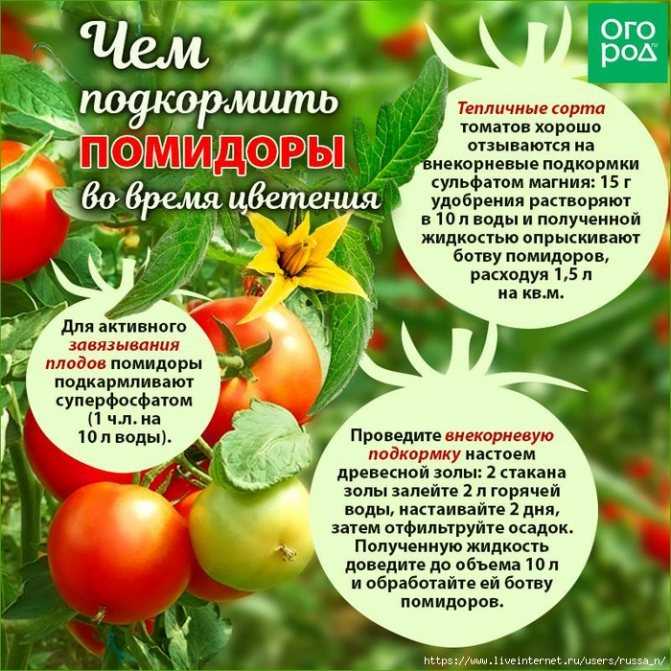 Подкормка помидор во время цветения и плодоношения в теплице: чем подкормить?