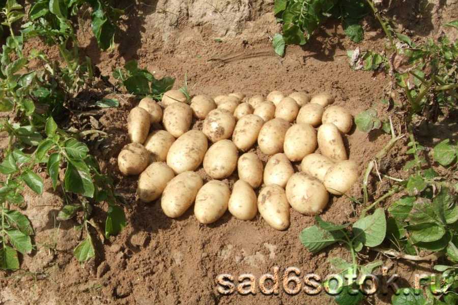Отлично сбалансированный вкус и содержание крахмала — картофель рамос: описание сорта, отзывы