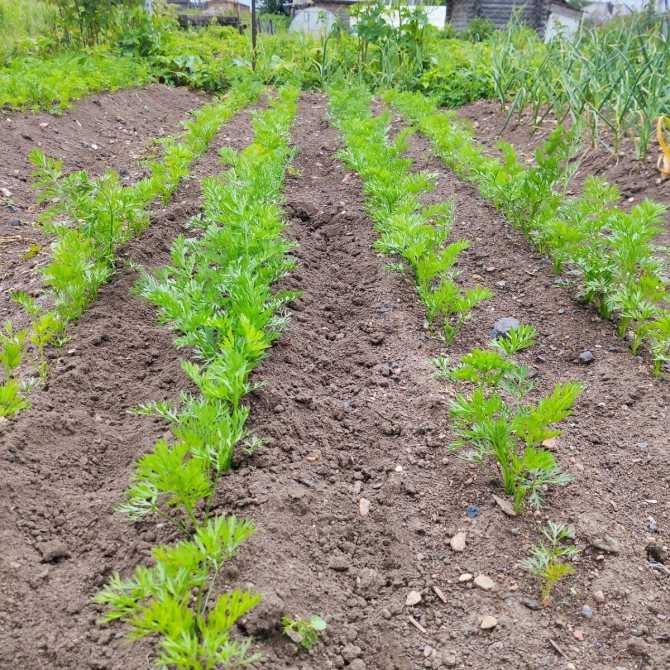 Посадка моркови весной: посев, когда сеять, как сажать правильно
