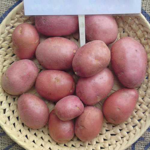 Голландский картофель сорта «агата»