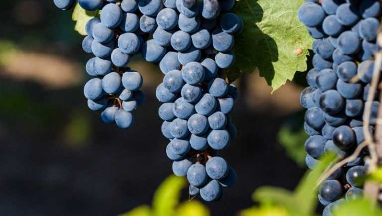 Неукрывные сорта винограда для подмосковья: советы по выбору