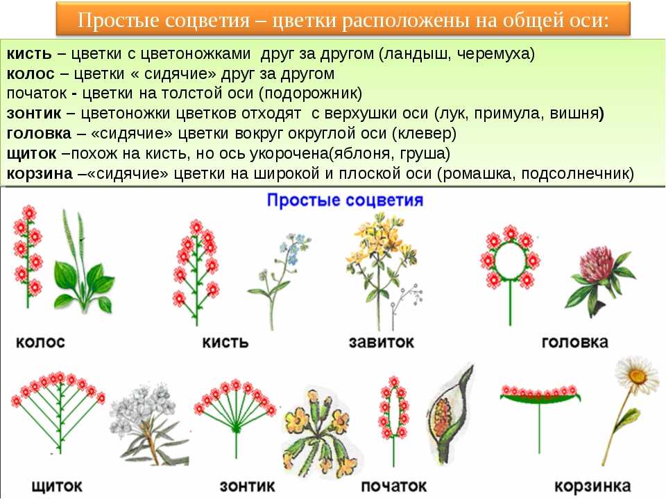 Семейство сложноцветных  общие признаки, характеристика представителей, типы, жизненные формы, формула и строение цветка, примеры растений