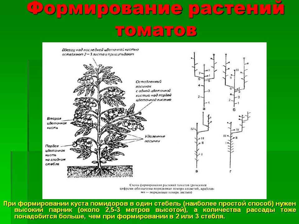Как формировать помидоры в два стебля в теплице пошаговое фото