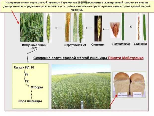 Пшеница тимирязевка 150: характеристики и описание озимого сорта, история селекции