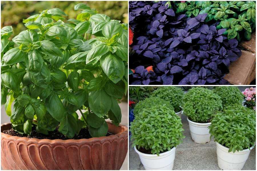 12 удивительных преимуществ для здоровья от использования семян базилика