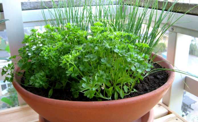 Петрушка на подоконнике: как вырастить зелень в домашних условиях зимой и летом, особенности выращивания в горшке и на гидропонике