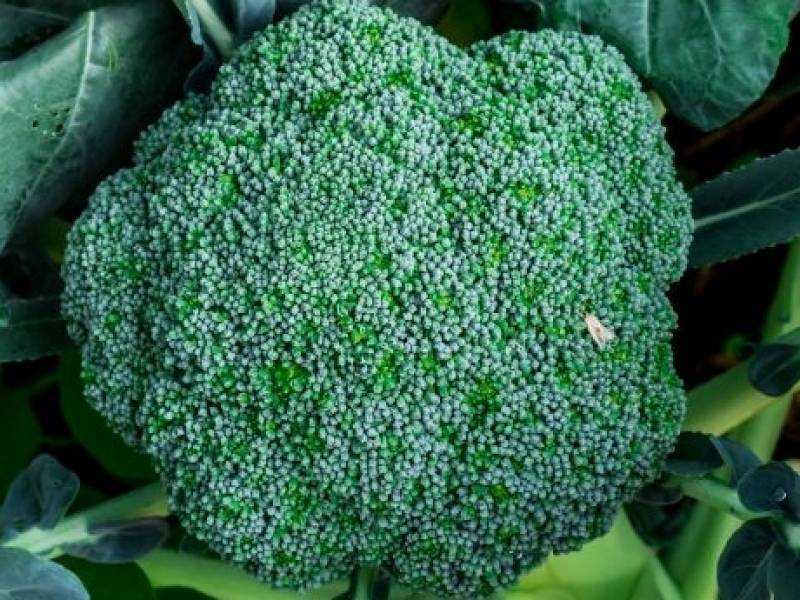 Лучшие сорта капусты брокколи: фото с названием, отзывы