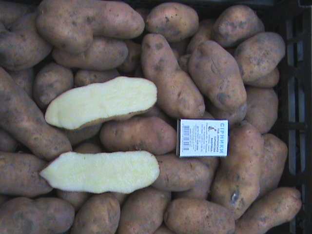 Картофель американка: подробное описание сорта, фото внешнего вида картошки, особенности её выращивания
