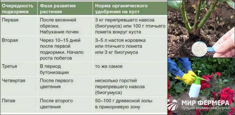 Уход за ремонтантной малиной, в том числе весной, а также особенности проведения в сибири, украине, на урале и в других регионах