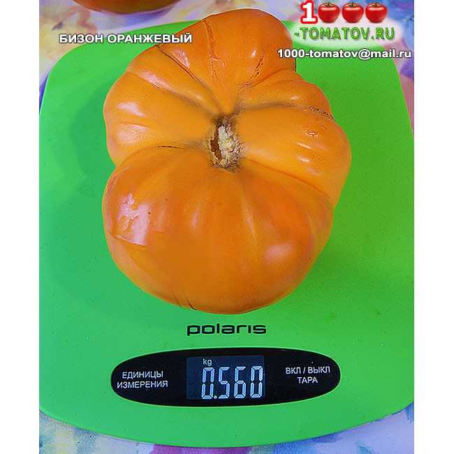 Хорошие помидоры с высокой урожайностью «сахарный бизон»: описание сорта, характеристики, рекомендации