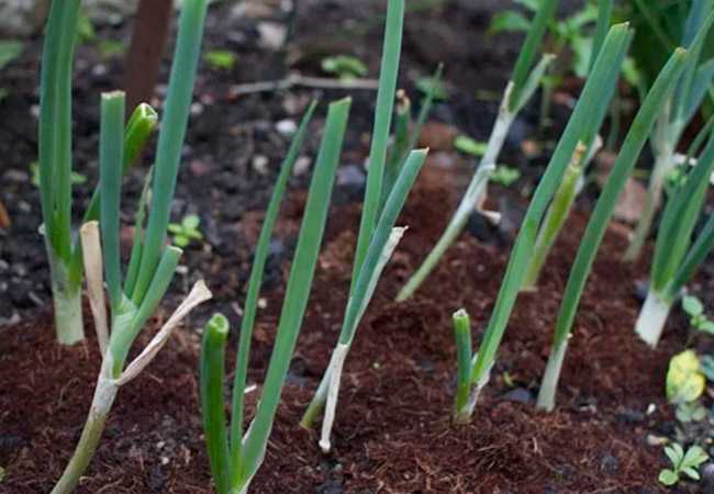 Лук-батун апрельский и его выращивание из семян: видео инструкция, рекомендации специалистов — как сажать лук батун апрельский