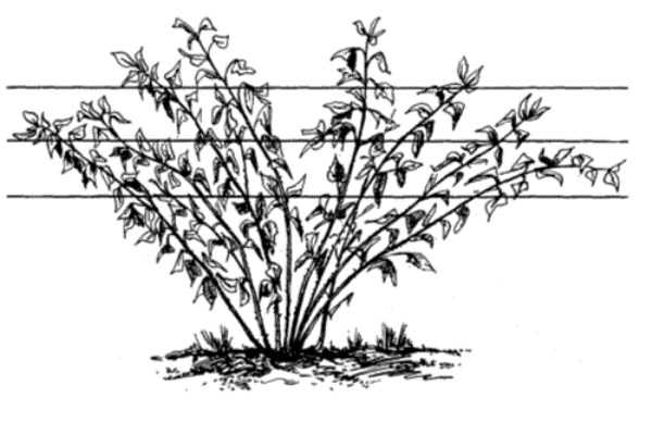 Посадка саженца малины осенью и весной в открытый грунт: сроки, схемы, уход