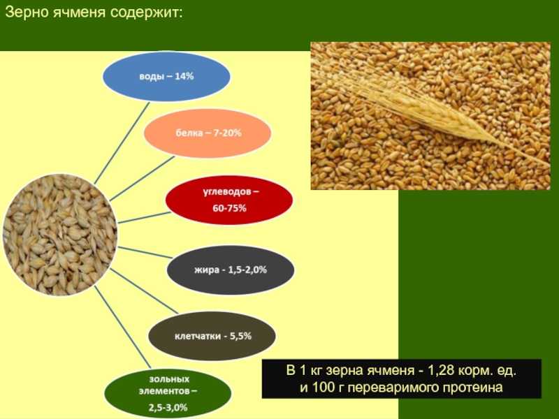 Фуражная пшеница: характеристики, применение, хранение