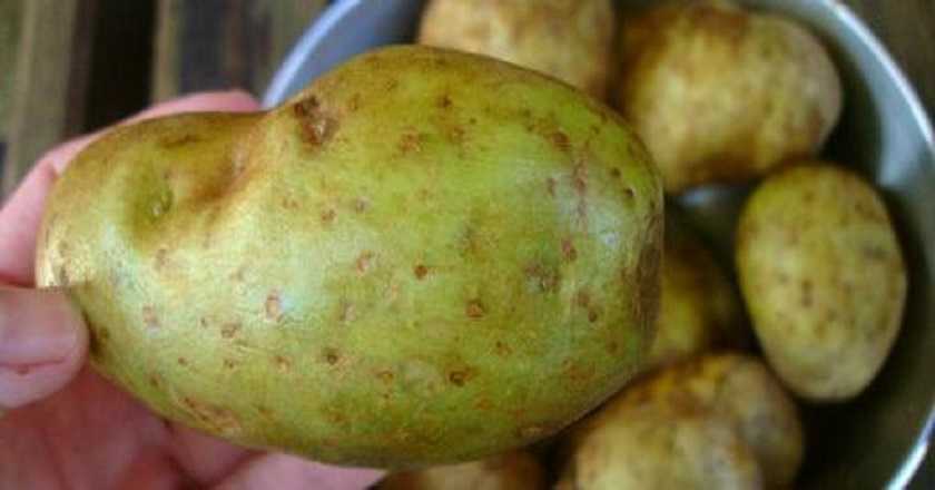 Зеленая картошка: можно ли употреблять ее в пищу и почему она опасна