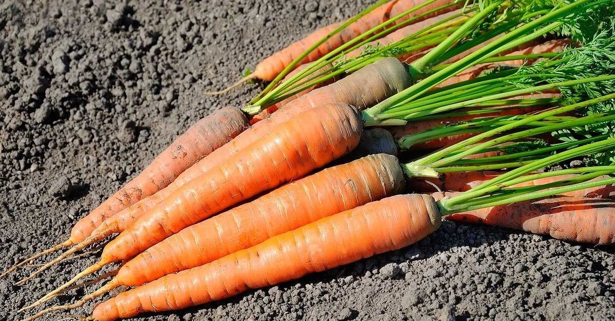 Разбор ошибок при выращивании: почему морковь горчит и как этого не допустить