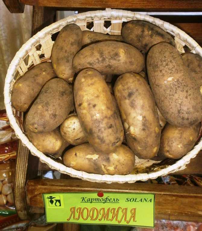 Картофель здабытак: описание сорта, отзывы о вкусовых качествах и сроках созревания, фото клубней и характеристика урожайности, а также советы по уходу