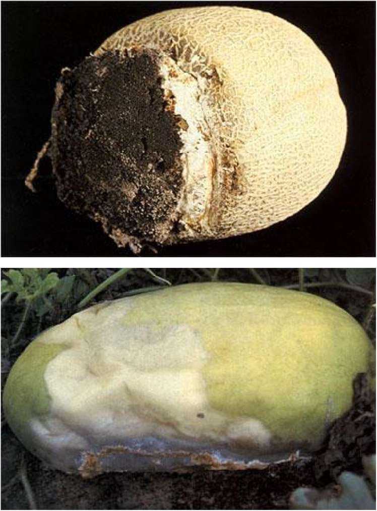 Болезни клубней картофеля: описание с фотографиями и способы лечения