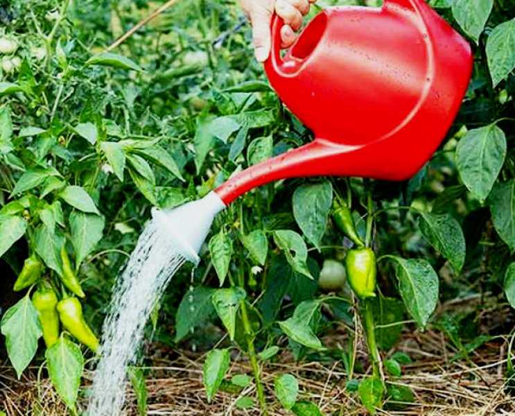 Как правильно поливать перцы в теплице - всё о землеводстве