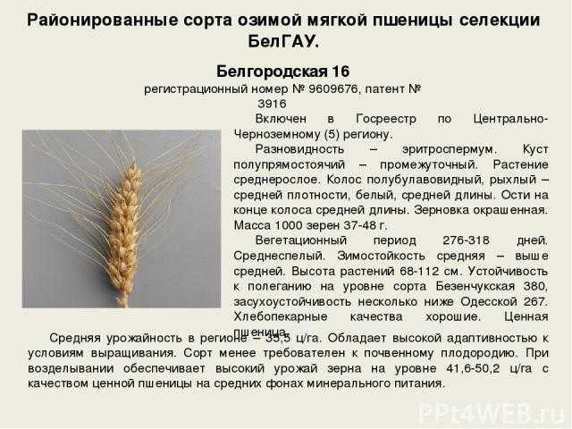 Обзор сорта озимой пшеницы алексеевич: характеристика и описание