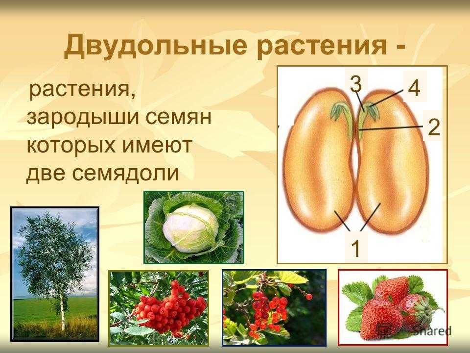 Двудольные растения это. Строение семени покрытосеменных растений. Покрытосеменные двудольные и Однодольные зародыш семядоля. Однодольные 2) двудольные. Семя однодольных покрытосеменных растений.