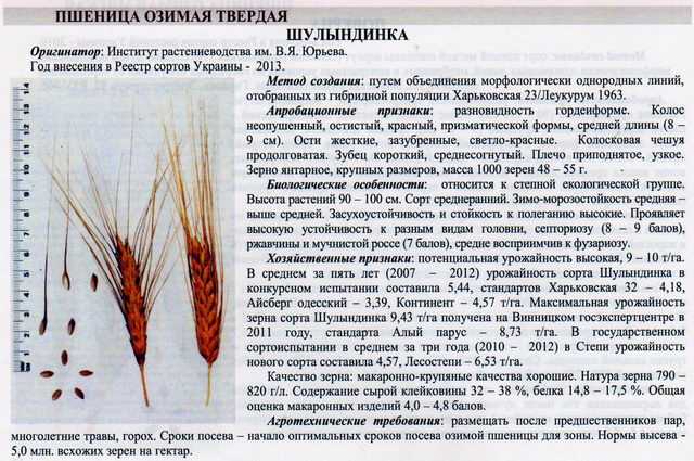 Сорт пшеницы гром: характеристика и описание сорта, какая норма высева и урожайность, количество зёрен в колосе