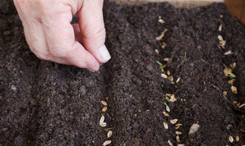 Когда, где и как посадить корневую петрушку. выращивание и уход за корневой петрушкой в открытом грунте