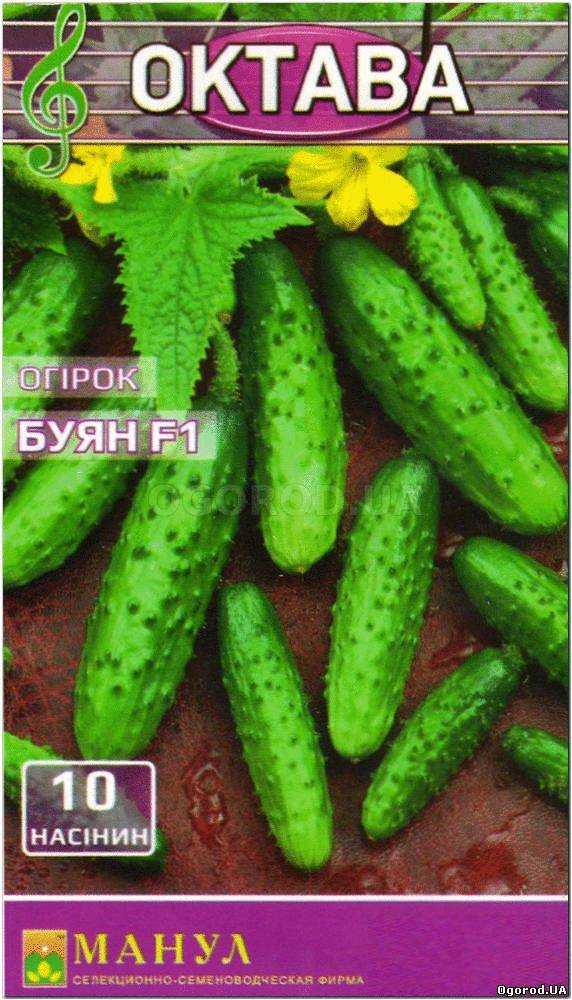Огурец буян f1: отзывы огородников с опытом, фото полученного урожая, инструкции по уходу и возможные трудности