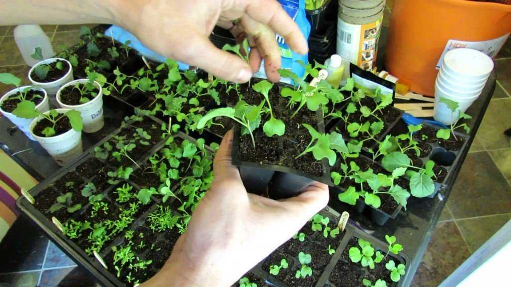 Брокколи: выращивание из семян рассадой, посадка и уход в открытом грунте