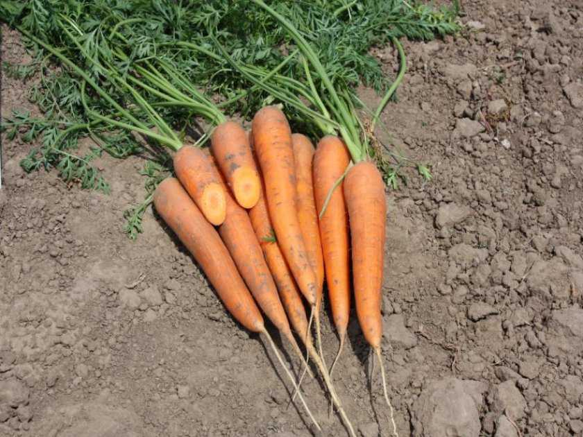 Морковь семена лучшие сорта для урала