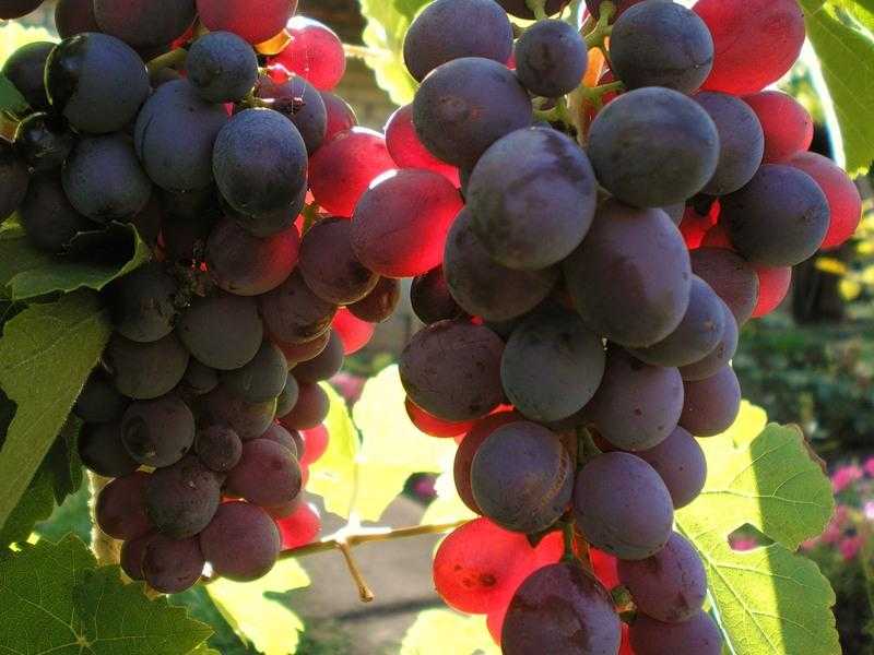 Неукрывные сорта винограда: топ 10 для подмосковья с фото