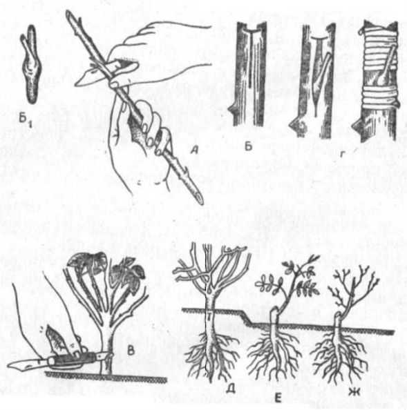 Размножение плетистых роз черенками и отводками: маленькие хитрости