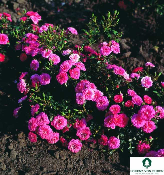 Роза плетистая: посадка и уход, сорта постоянного цветения.