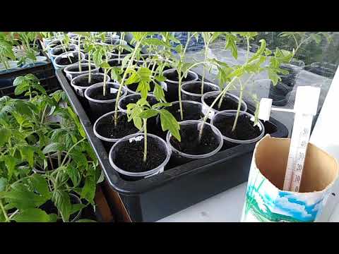 Как выращивать баклажаны и ухаживать за ними